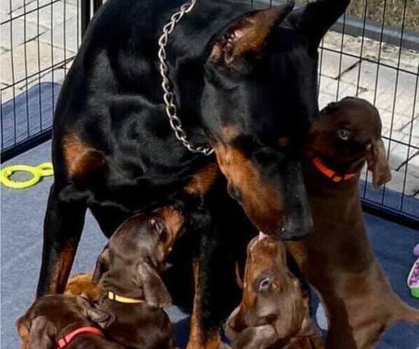 Medium Photo #2  Breeder Profile in LAKELAND, FL, USA