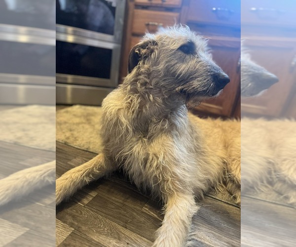 Medium Photo #2  Breeder Profile in WINDSOR, MO, USA