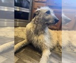 Small #1 Breeder Profile image