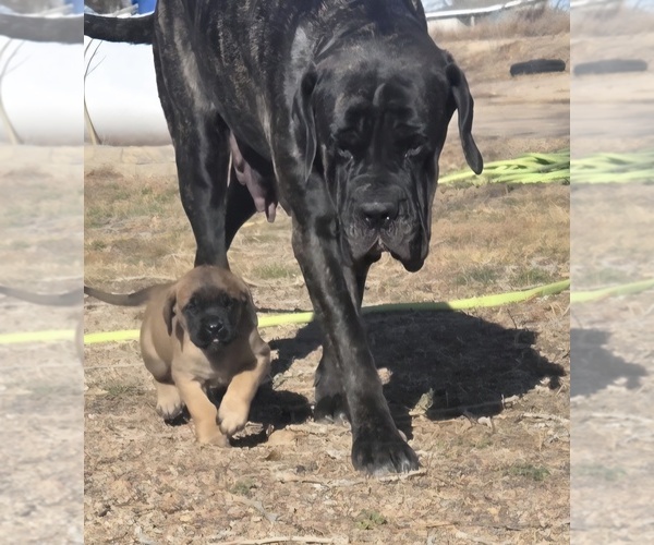 Medium Photo #8  Breeder Profile in KERSEY, CO, USA