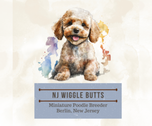 Poodle (Miniature) Dog Breeder near BERLIN, NJ, USA
