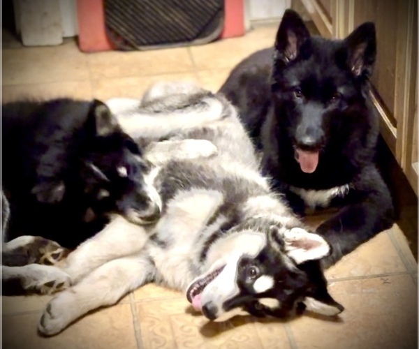 Medium Photo #4  Breeder Profile in CANASTOTA, NY, USA