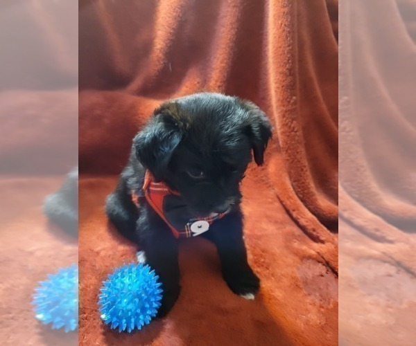 Medium Photo #19  Breeder Profile in AKRON, OH, USA