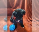 Small #18 Breeder Profile image