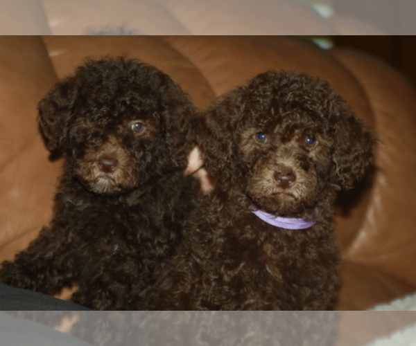 Medium Photo #1  Breeder Profile in WALDRON, AR, USA