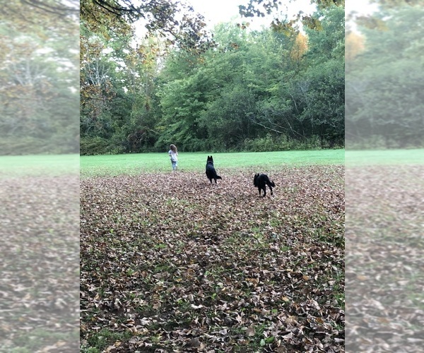 Medium Photo #18  Breeder Profile in MIDDLETOWN, CT, USA