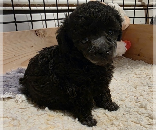 Medium Photo #4  Breeder Profile in MENTOR, OH, USA