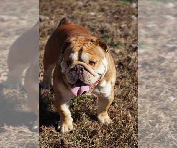 Medium Photo #7  Breeder Profile in LOUISA, VA, USA