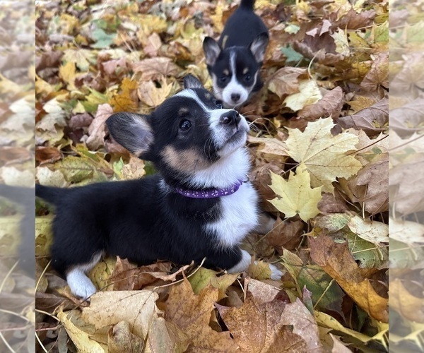 Medium Photo #2  Breeder Profile in PERKINSVILLE, VT, USA