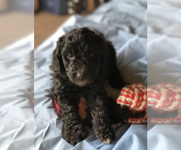 Medium Photo #1  Breeder Profile in AMARILLO, TX, USA