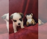 Small #147 Breeder Profile image