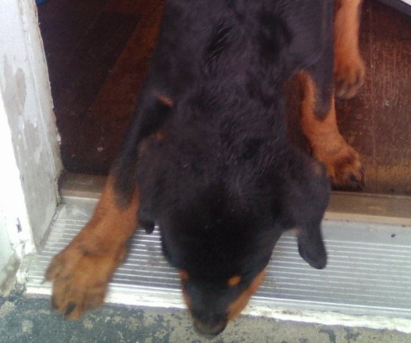 Medium Photo #10  Breeder Profile in BALTIMORE, MD, USA