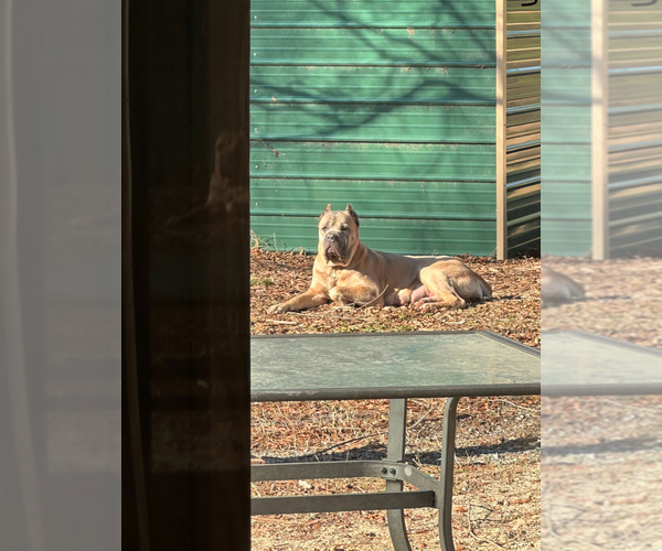 Medium Photo #5  Breeder Profile in LIBERTY, NC, USA