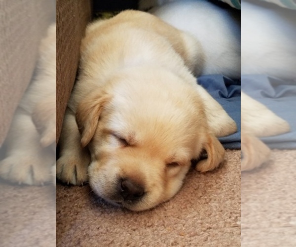 Medium Photo #1  Breeder Profile in WILLIAMS, AZ, USA