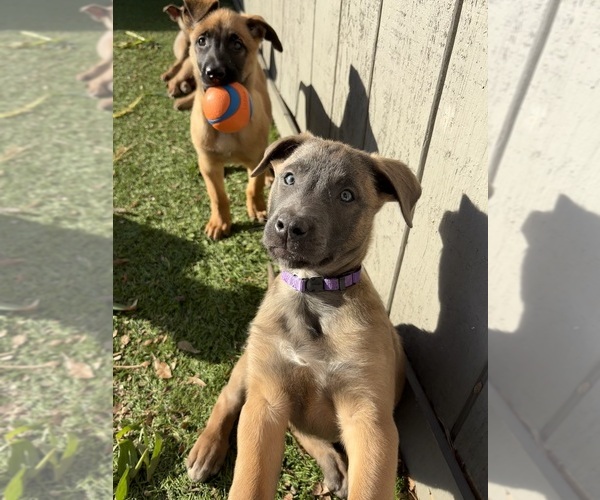 Medium Photo #9  Breeder Profile in DIXON, CA, USA
