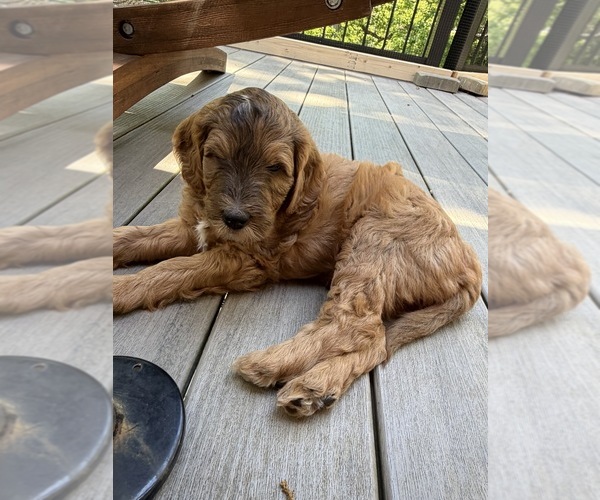 Medium Photo #1  Breeder Profile in CORVALLIS, OR, USA