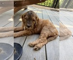 Small breeder photo