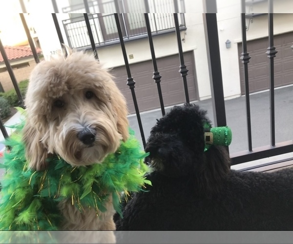 Medium Photo #1  Breeder Profile in KELLER, TX, USA