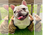 Small #9 Breeder Profile image