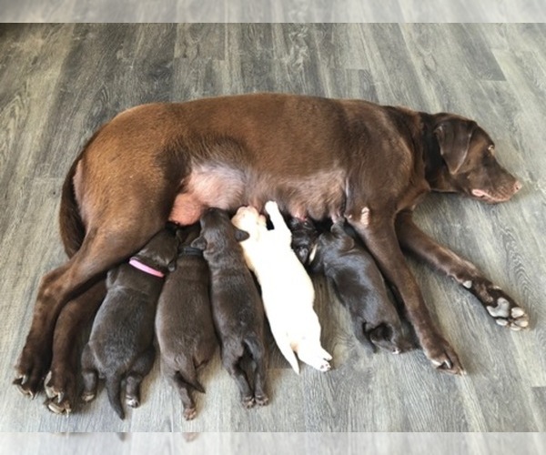 Medium Photo #1  Breeder Profile in DAYTON, VA, USA