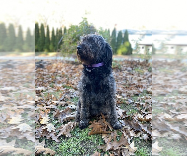 Medium Photo #1  Breeder Profile in BILLERICA, MA, USA
