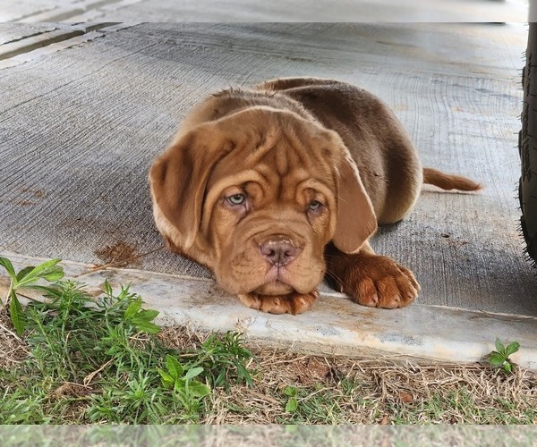 Medium Photo #14  Breeder Profile in MONROE, GA, USA