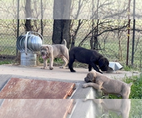 Medium Photo #19  Breeder Profile in NORMAN, OK, USA