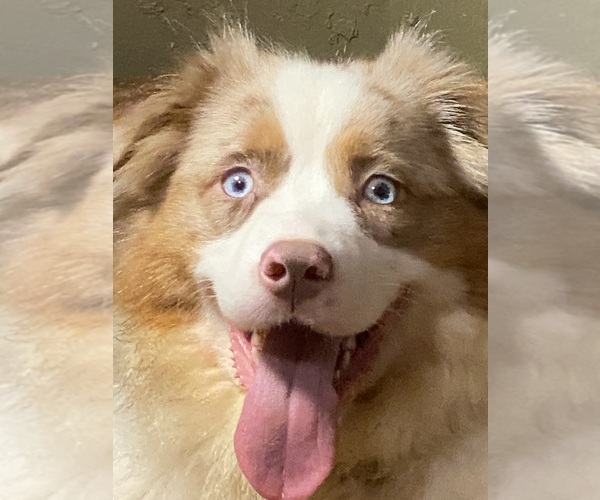 Medium Photo #30  Breeder Profile in LAKELAND, FL, USA