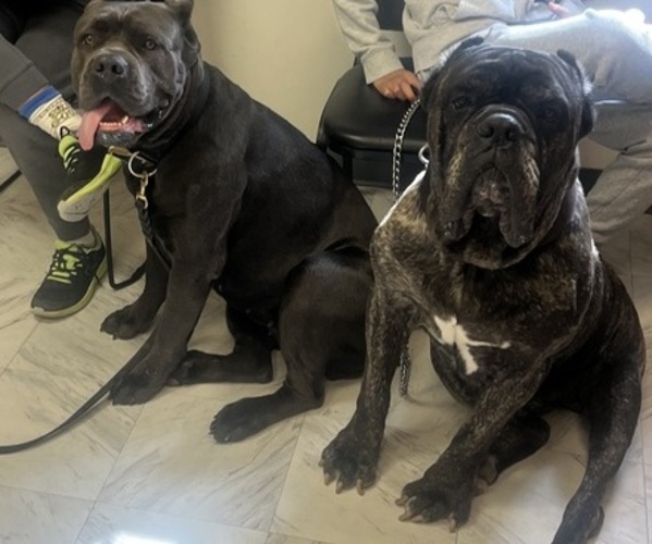 Medium Photo #7  Breeder Profile in DELAWARE, OH, USA