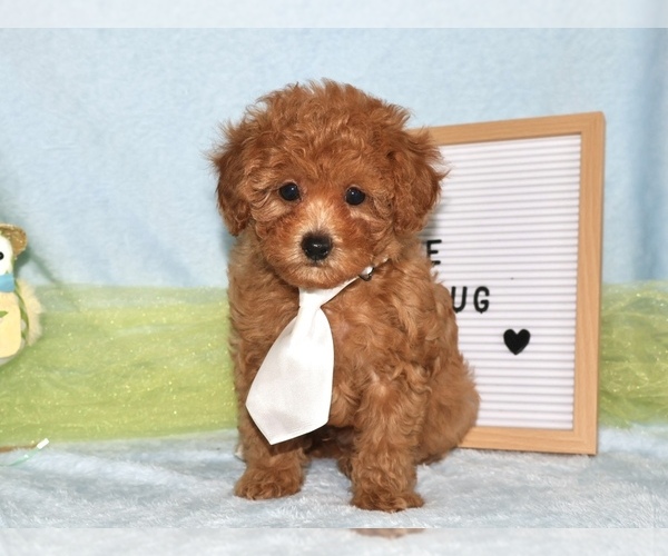 Medium Photo #4  Breeder Profile in LIBERAL, MO, USA