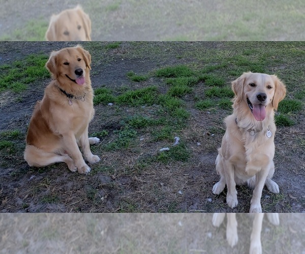 Medium Photo #2  Breeder Profile in DELAND, FL, USA