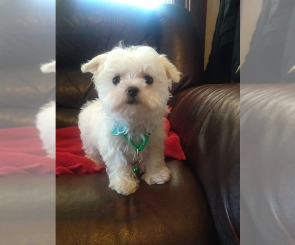 Medium Photo #1  Breeder Profile in CLAY, PA, USA