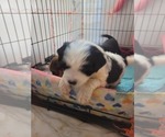 Small #33 Breeder Profile image