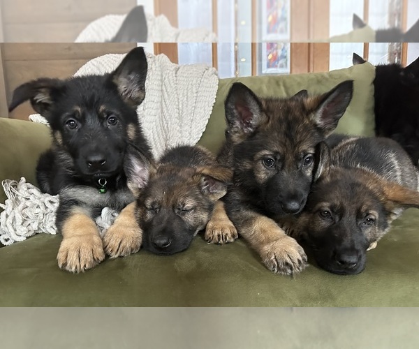 Medium Photo #10  Breeder Profile in PERKINSVILLE, VT, USA