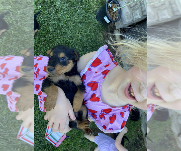 Medium Photo #4  Breeder Profile in GALT, CA, USA