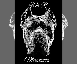 Main photo of Cane Corso Dog Breeder near DALLAS, GA, USA