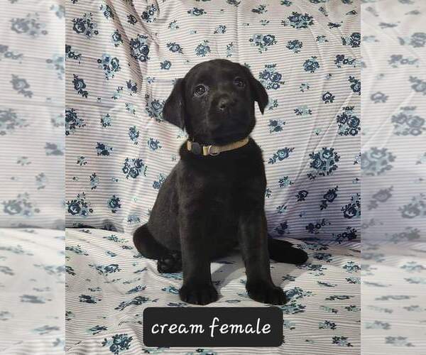 Medium Photo #14  Breeder Profile in HEBRON, KY, USA
