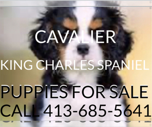 Cavalier King Charles Spaniel Dog Breeder near CHESTER, MA, USA