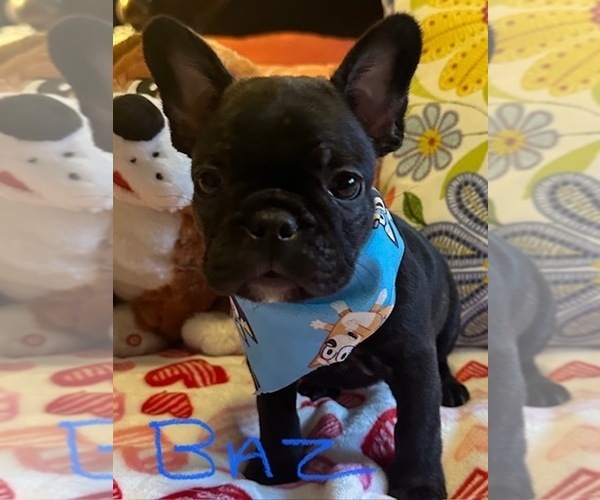 Medium Photo #2  Breeder Profile in Fresno, CA, USA