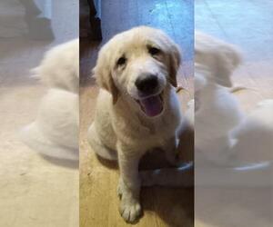 English Cream Golden Retriever Dog Breeder near KENDALL, WI, USA