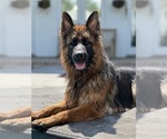 Small #17 Breeder Profile image