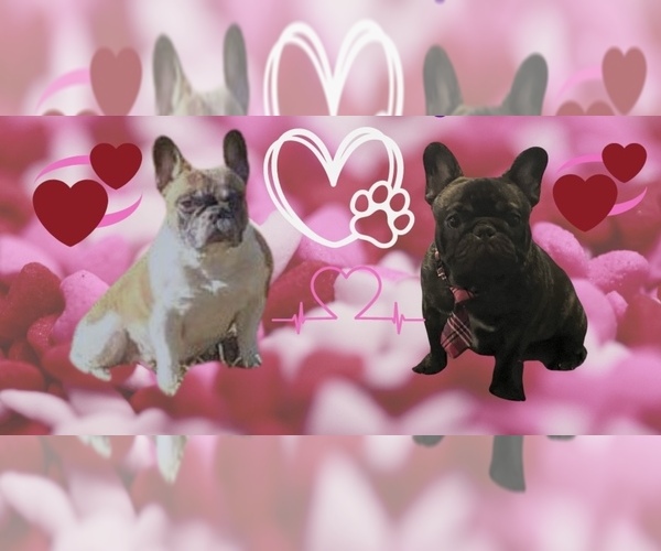 Medium Photo #1  Breeder Profile in DALLAS, GA, USA