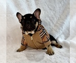 Small #9 Breeder Profile image