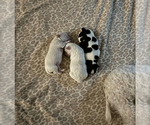 Small breeder photo