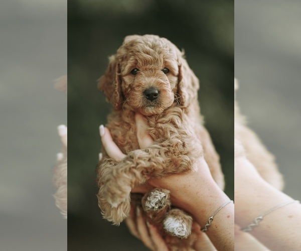 Medium Photo #8  Breeder Profile in FLAT ROCK, NC, USA