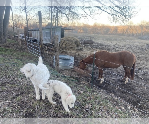 Medium Photo #19  Breeder Profile in LECOMPTON, KS, USA