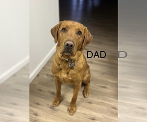 Labradoodle Dog Breeder near ALBUQUERQUE, NM, USA