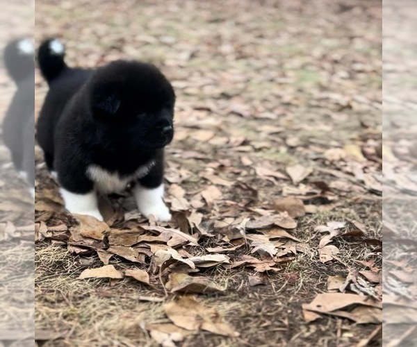 Medium Photo #25  Breeder Profile in MCDONOUGH, GA, USA