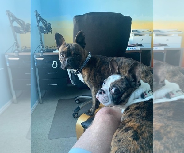 Medium Photo #1  Breeder Profile in IDAHO FALLS, ID, USA