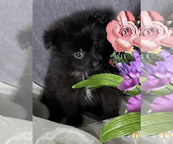 Medium Photo #1  Breeder Profile in MOUNT CLEMENS, MI, USA